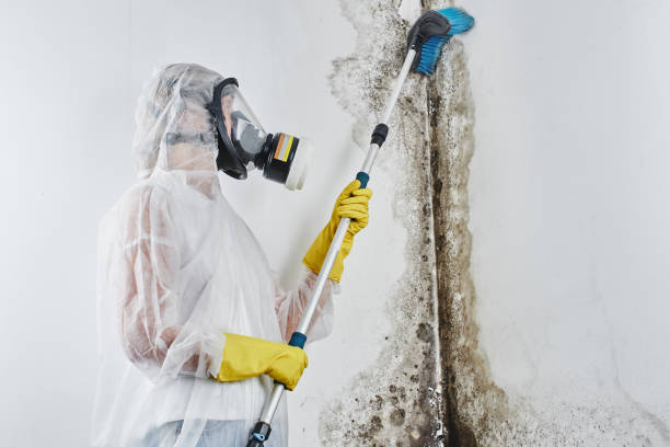 Best HVAC Mold Remediation in North Richmond, CA
