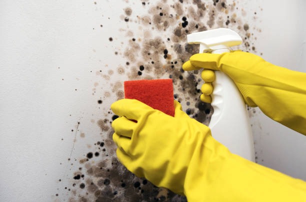 Best Mold Remediation for Schools in North Richmond, CA