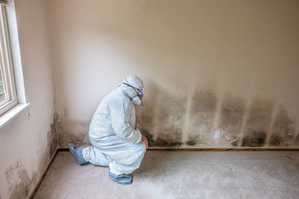 Best Bathroom Mold Remediation in North Richmond, CA