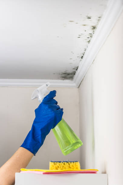 Best Commercial Mold Remediation in North Richmond, CA