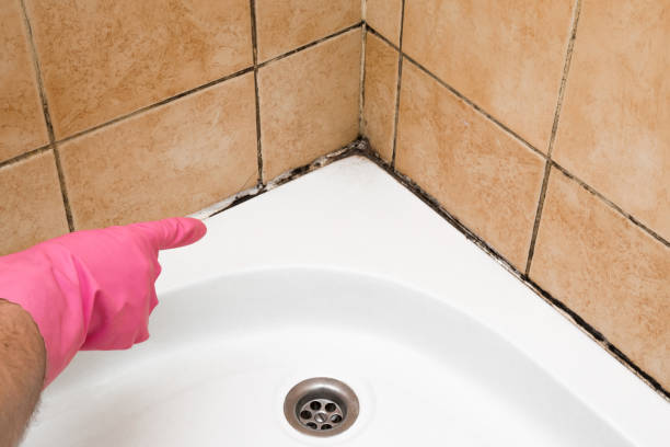 Trusted North Richmond, CA Mold Remediation Experts
